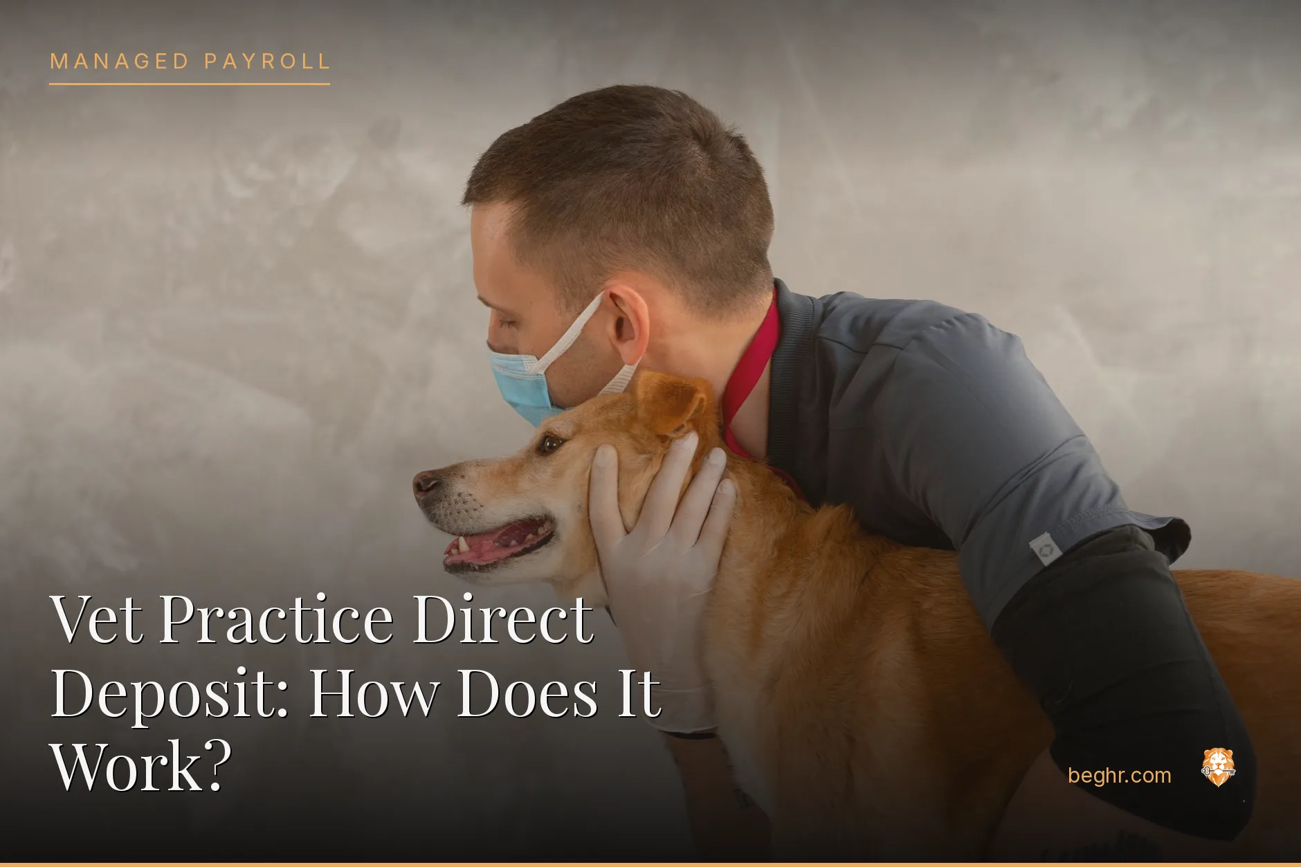 A veterinary clinic with a vet examining a dog, staff assisting