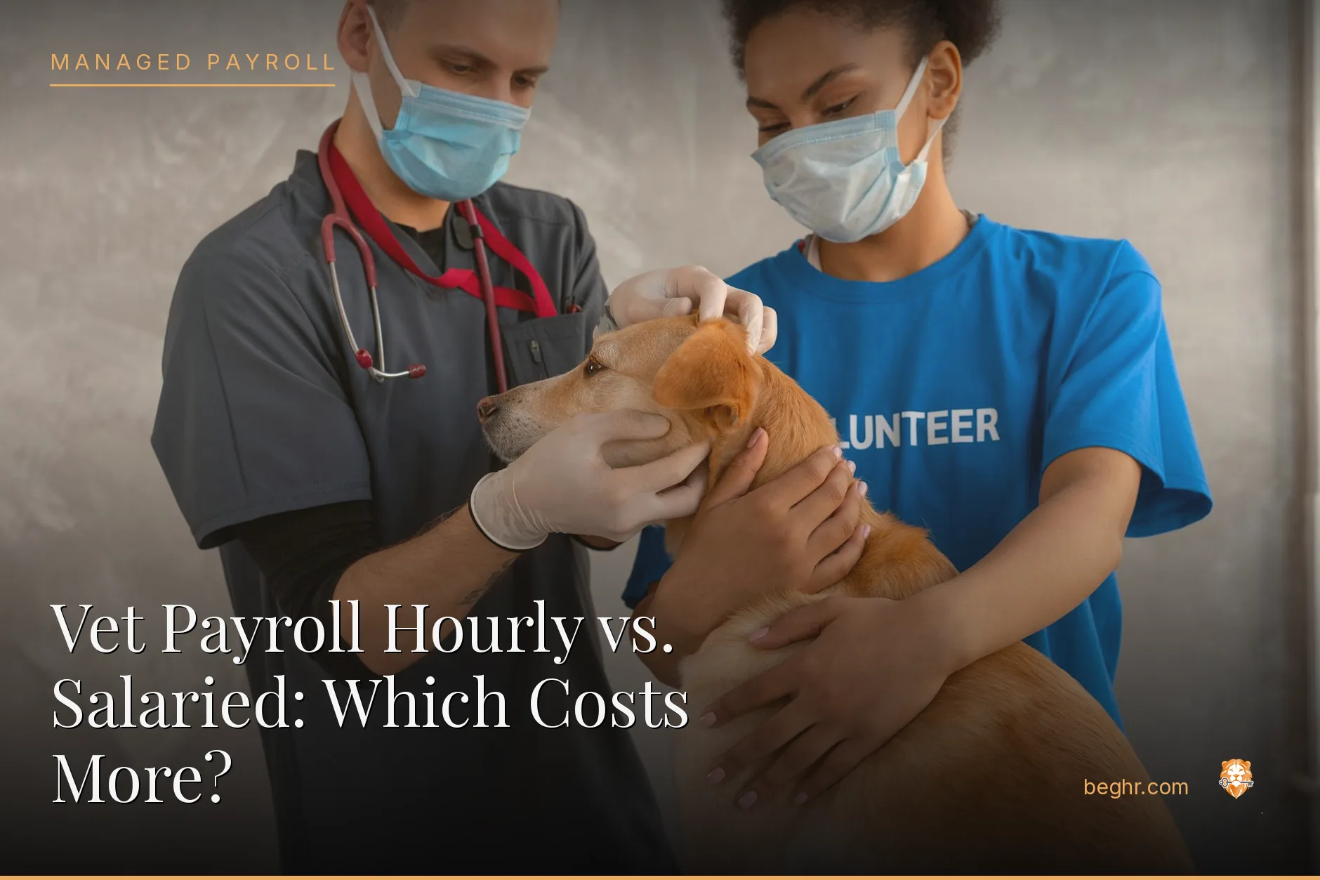 A veterinary clinic with a vet examining a dog, staff assisting