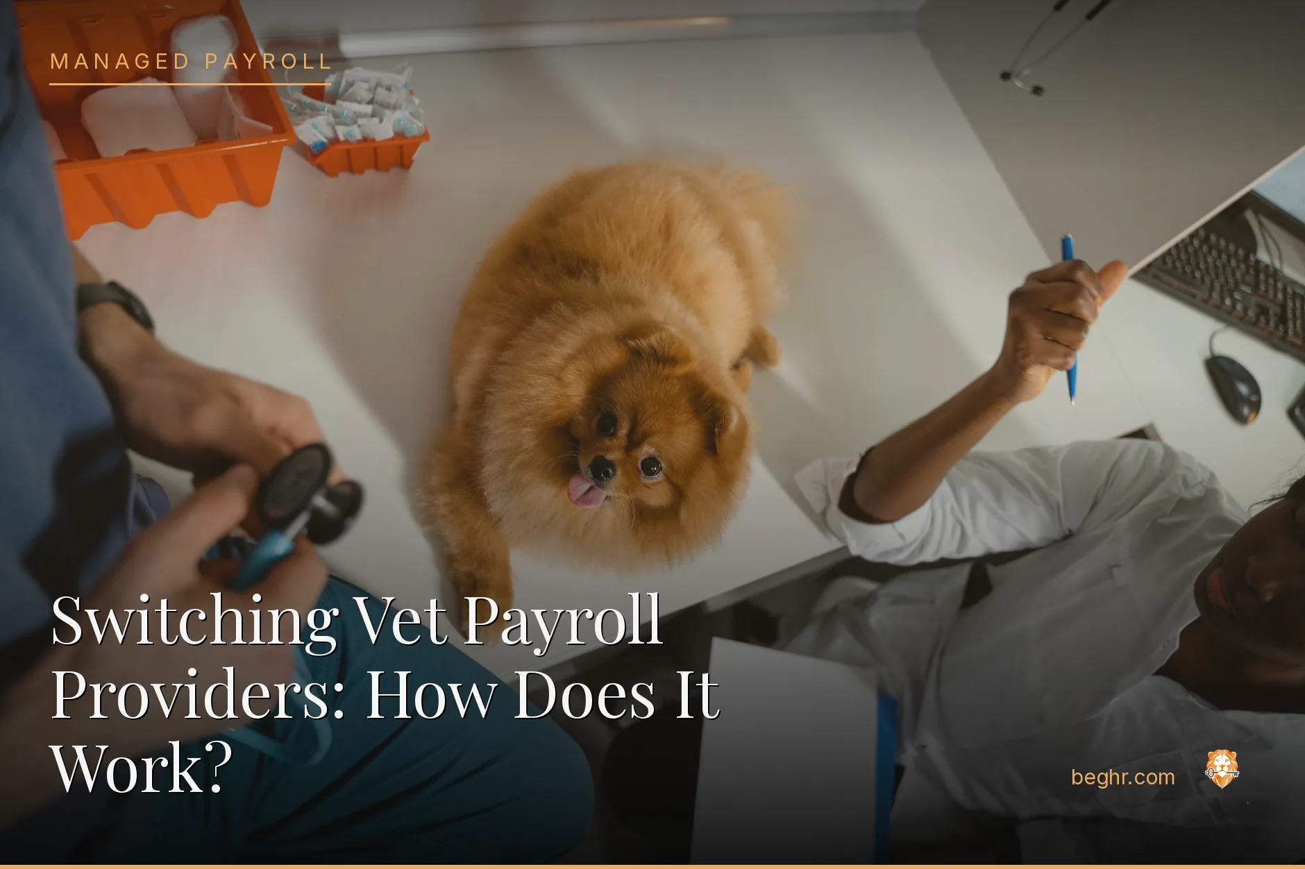 A veterinary clinic with a vet examining a dog, staff assisting