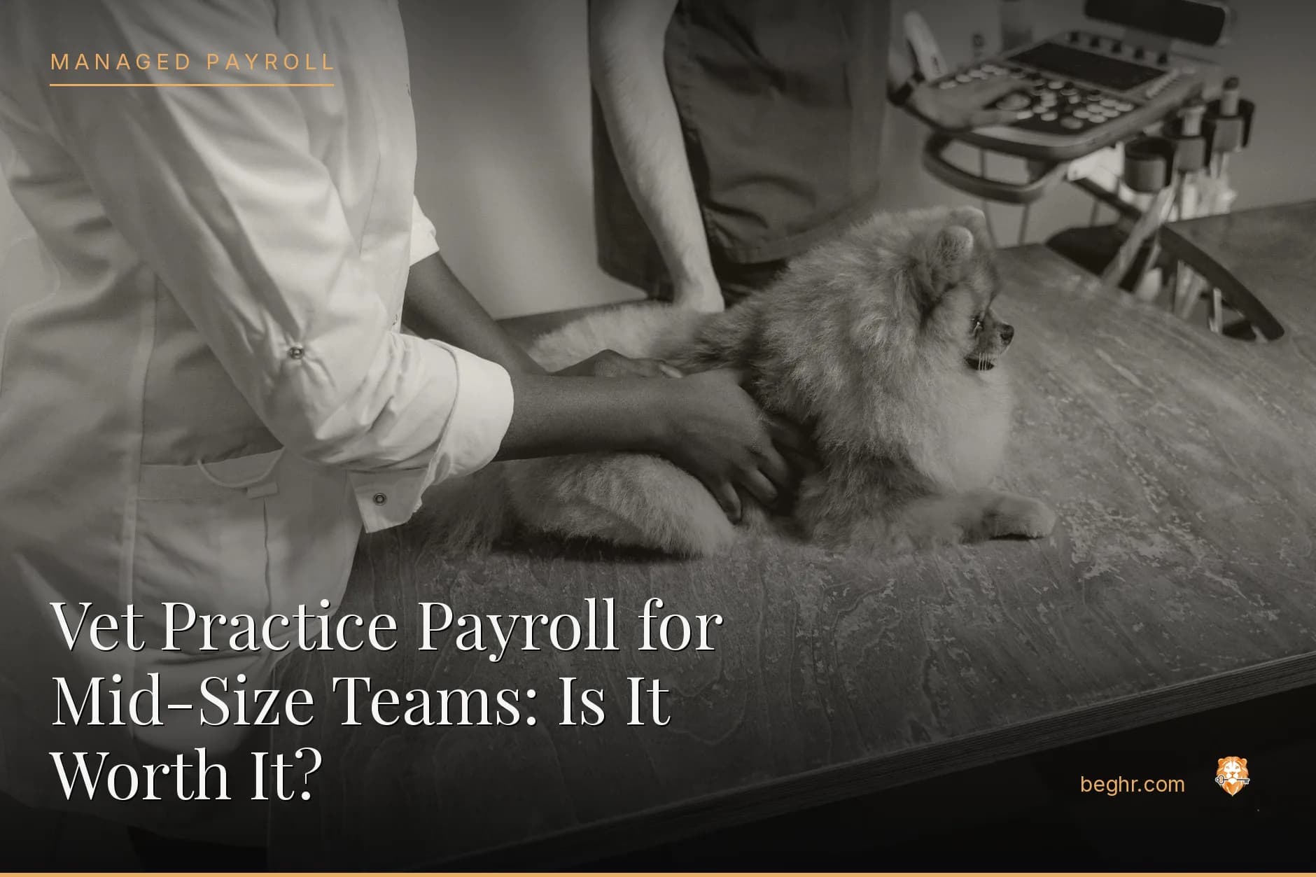 A veterinary clinic with a vet examining a dog, staff assisting