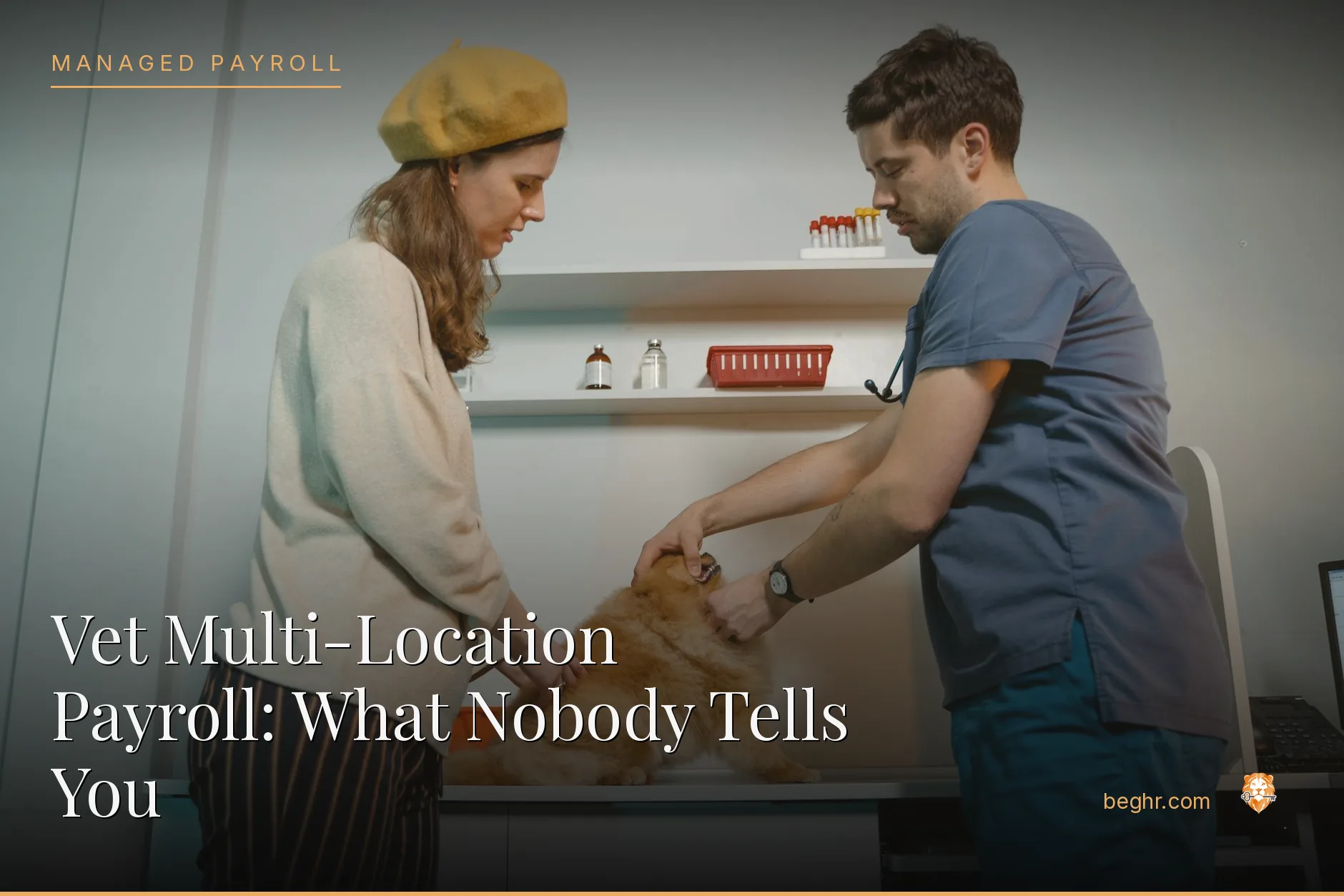 A veterinary clinic with a vet examining a dog, staff assisting