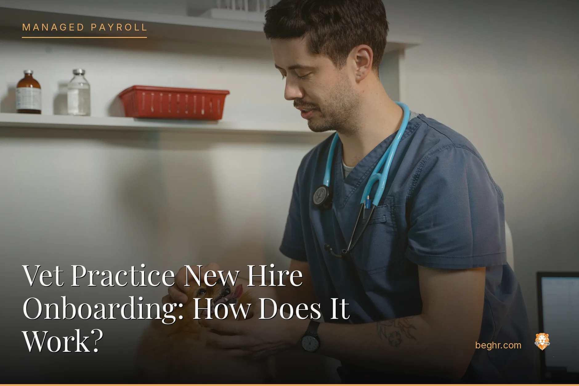 A veterinary clinic with a vet examining a dog, staff assisting