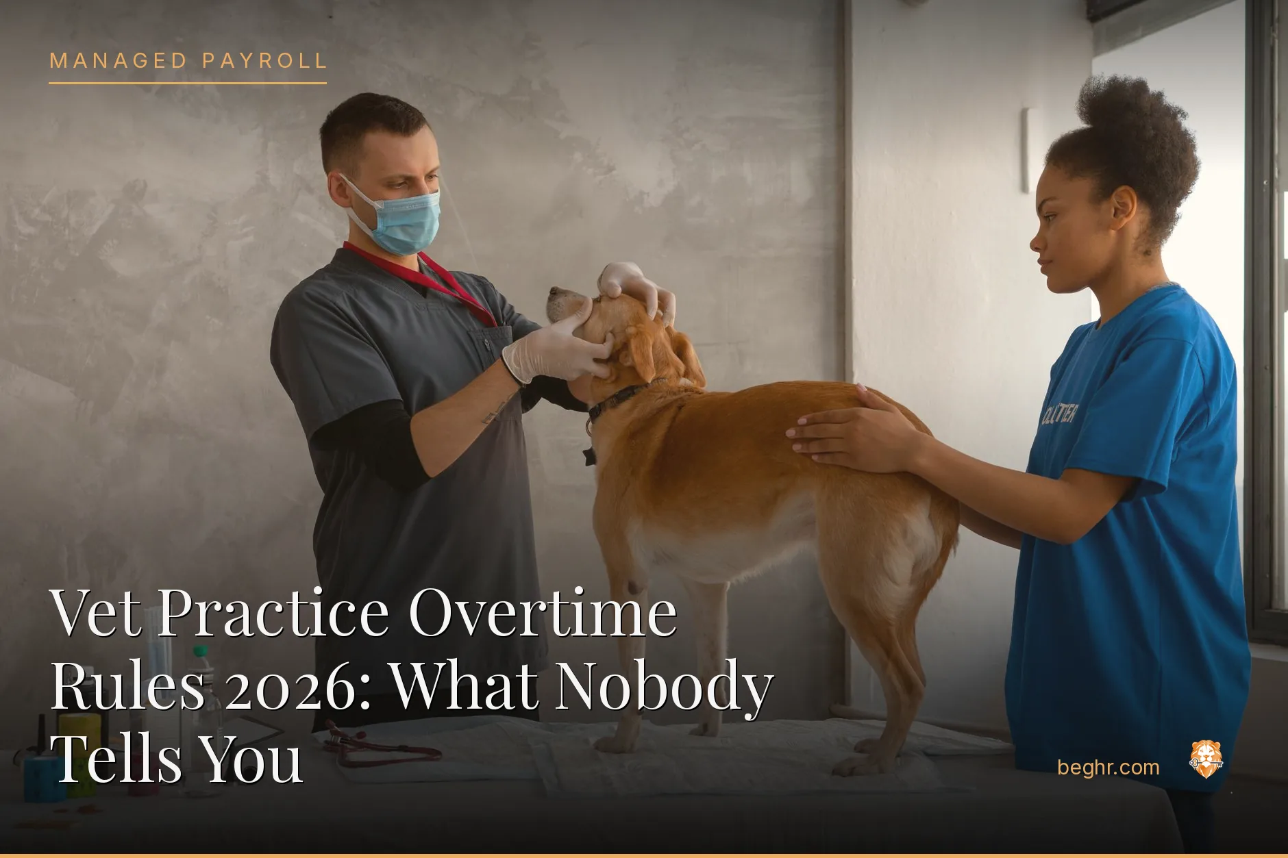 A veterinary clinic with a vet examining a dog, staff assisting