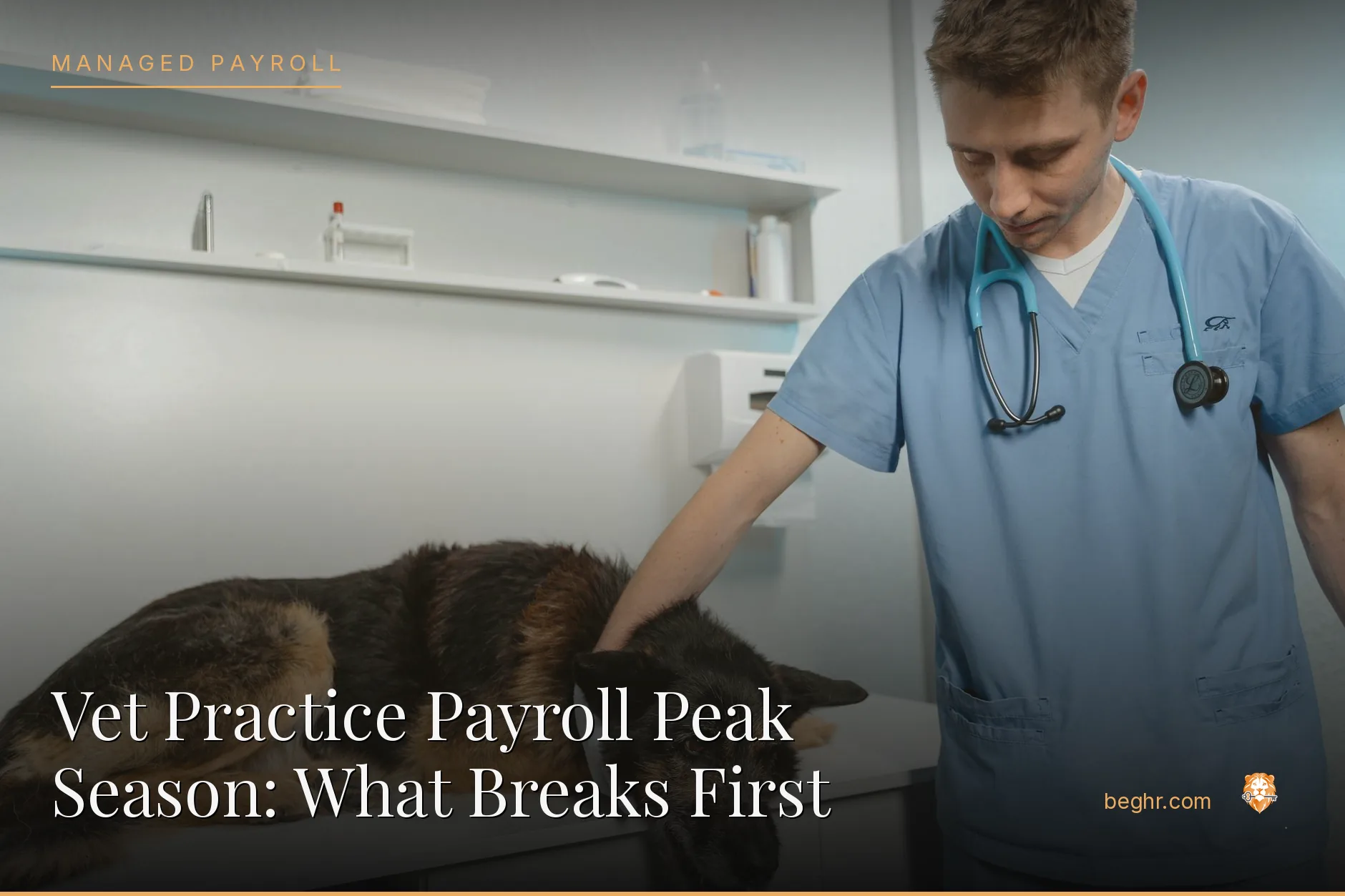 A veterinary clinic with a vet examining a dog, staff assisting