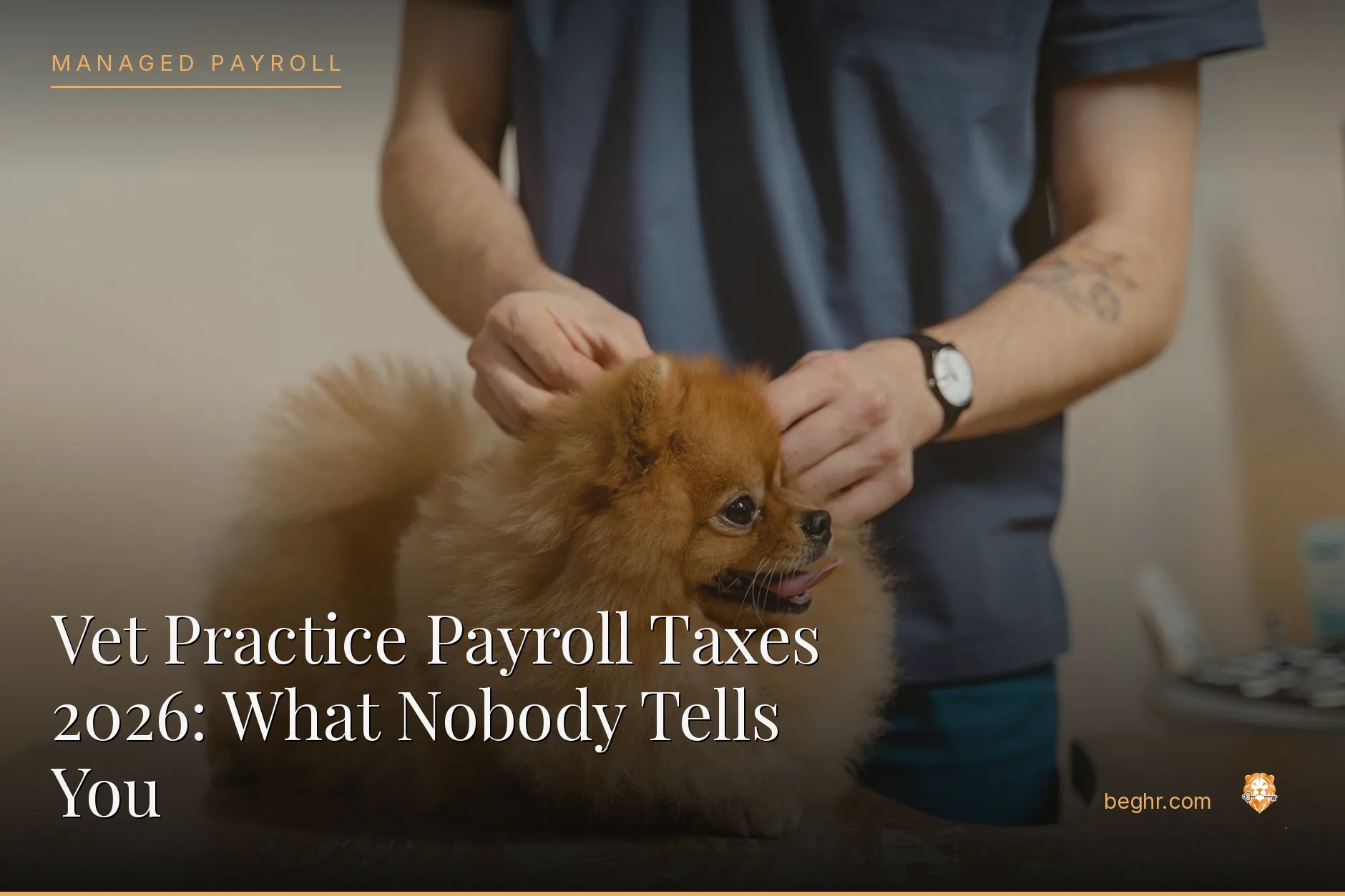 A veterinary clinic with a vet examining a dog, staff assisting