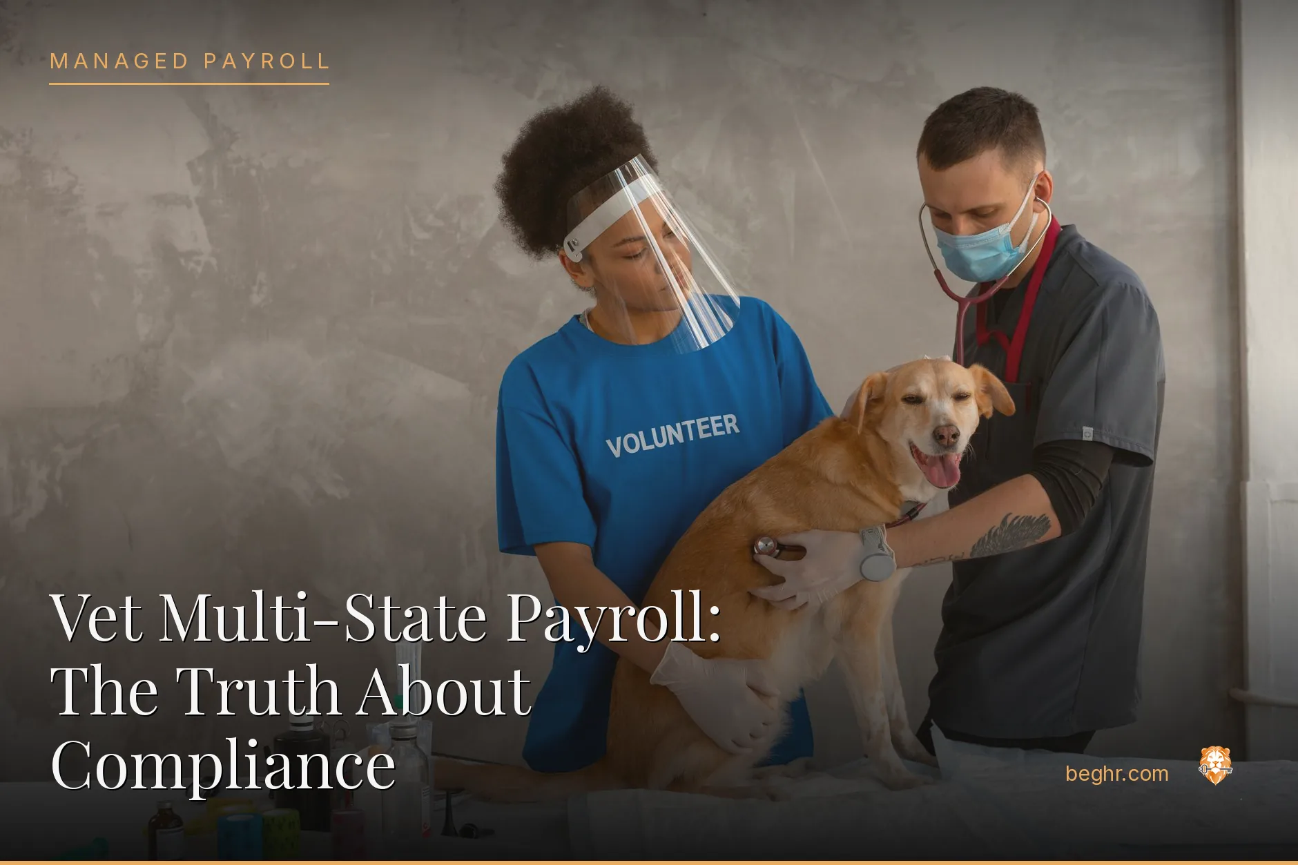 A veterinary clinic with a vet examining a dog, staff assisting